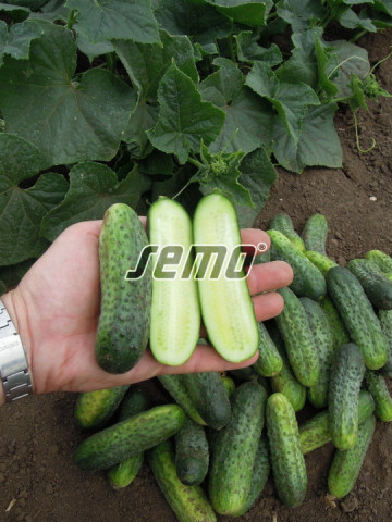 ANYA F1 seminte castraveti tip cornison (1000 sem) castraveti tip cornison, extratimpurii, Semo Cehia