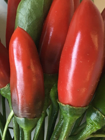 Aquilera (250 seminte) ardei iute, tip chili, Profit Seeds