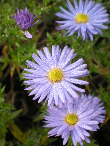 Aster albastru (0.5 gr) seminte de Ochiul Boului cu flori stelate ,colorate in albastru cu centrul galben, Agrosem