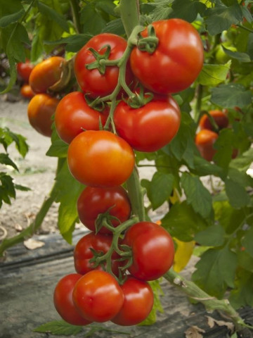 Attiya F1 (1000 seminte) tomate nedeterminate pentru culturile din ciclul 1 si 2 in spatii protejate si camp deschis cu fructe de tip beef de o calitate superioara, Rijk Zwaan