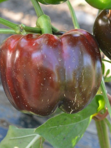 Aurelius F1 (100 seminte) ardei gogosar, Hektar Agrosel