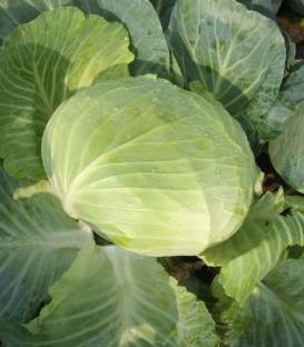 Autumn Queen F1 - 2500 sem - Seminte de varza alba cu fruct plat frunza subtire si rezistenta buna la crapare fiind unul dintre cei mai utilizati hibrizi de catre fermieri de la Takii Seeds