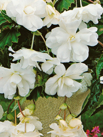Begonie curgatoare pendula cascade White (2 bulbi), floare mare, alb, bulbi de flori