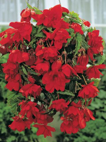 Begonie Pendula Dark-Red (3 bulbi), floare mare, curgatoare, culoare rosu, bulbi de flori