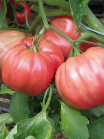 Belmonte F1 (100 seminte) tomate roze-violet hibrid cu crestere nedeterminata tip Beef, Esasem