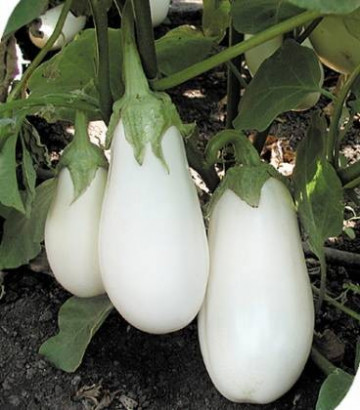 Bibo F1 (500 seminte) vinete albe timpurii, Seminis