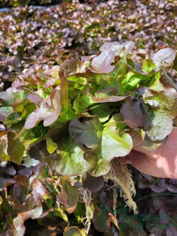 Bolero (5 gr) de seminte de salata rosie tip Oak Leaf frunza de stejar., ISI Sementi