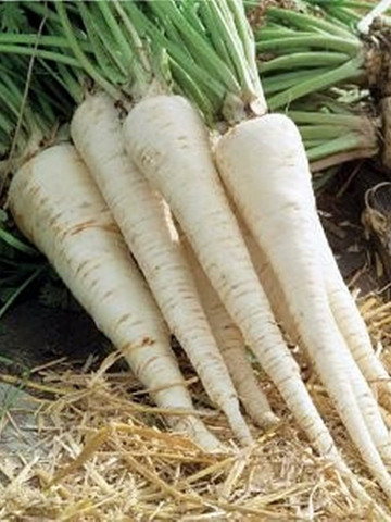 Bubka - 50 grame - Seminte de patrunjel de radacina cu radacina viguroasa forma conica si cu un aspect neted de culoare alb soi semitimpuriu cu o perioada de vegetatie de 90-110 zile de la Rijk Zwaan