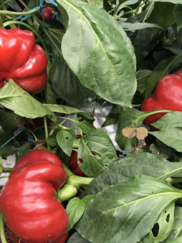 Bucur Ardei Gogosar Gigant (100 gr), seminte ardei gogosar soi romanesc, 4 Agro