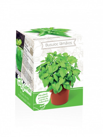 Busuioc lamaios - Kit plante aromatice