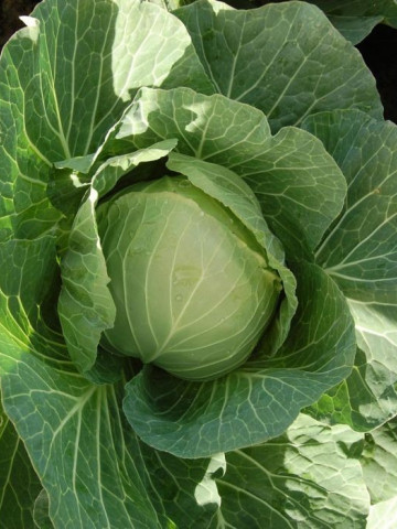 Cabbice F1 (1000 seminte) de varza alba, 65 zile, vara-toamna, rezistenta in camp, 2-4 kg, Hazera