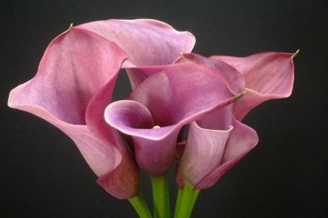Cala Samur (1 bulb), floare mare, culoare roz, bulbi de flori