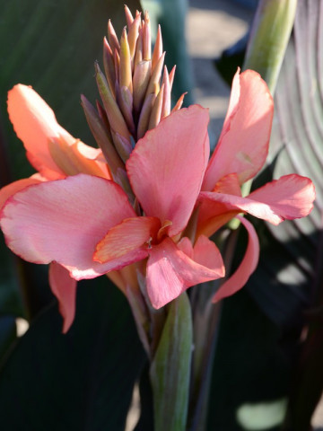 Canna Champion (1 bulb), floare exotica mare, culoare roz, bulbi de flori