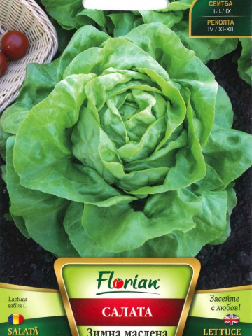 Capatana Maslinie - 50 gr - Seminte de Salata Soi timpuriu de iarna Florian Bulgaria