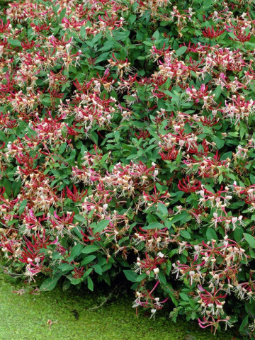 Caprifoi Lonicera Serotina (1 m in ghiveci de 2 L), tufa ornamentala cataratoare "Mana Maicii Domnului" cu flori foarte parfumate, alb cu roz aprins