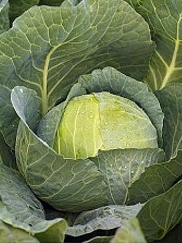 Carbonara F1 - 2500 sem - Seminte de varza alba ce prezinta potential mare de productie si o vigoare ridicata de la Syngenta