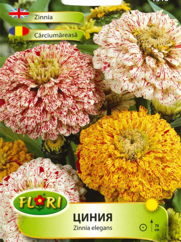 Carciumareasa ELEGANS Candy - Seminte Flori Carciumareasa de la Florian