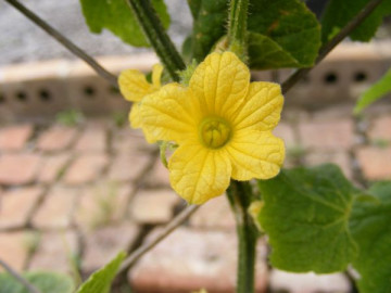 Castraveti africani Kiwano (4 seminte) planta anuala cataratoare, fructe pentru salate, deserturi, muraturi, Agrosem