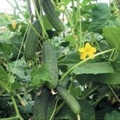 Castraveti Ajax F1 - 500 Seminte de Castraveti Cornison Hibrid semitimpuriu cu flori predominant femele