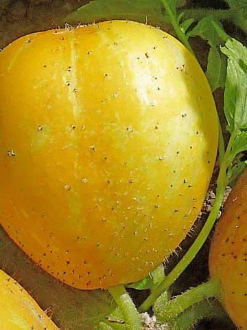 Castravetii Lemon-Apple seminte de catraveti exotici, aroma dulce-picanta, niciodata amar, Florian