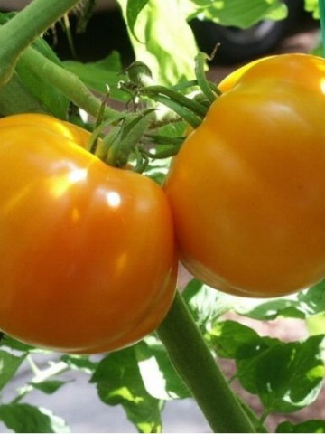 Chihlimbar (600 seminte) Tomate Romanesti de culoare Galben-potocaliu de la SCDL Buzau