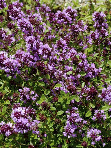 Cimbrisor - Lamaioara (0,3 g), seminte de cimbru de camp, planta aromatica si decorativa, Agrosem