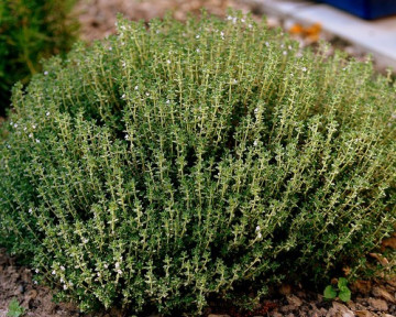 Cimbru (1800 seminte) de Cimbru (Satureja hortensis) de la Opal