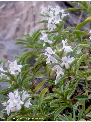 Cimbru de Iarna (Satureja montana) - Seminte Plante Medicinale Cimbru de Iarna de la Florian