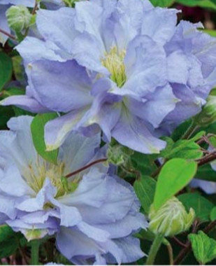 Clematite Diamond Ball (ghiveci de 2 L) cu flori unice in albastru-mov, intr-o nuanta pala si blândă, planta cataratoare Clematis