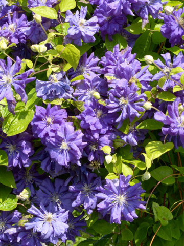Clematite Floral Dance (ghiveci 2 L) cu flori de culoare albastru închis mereu duble si semiduble, cataratoare Clematis