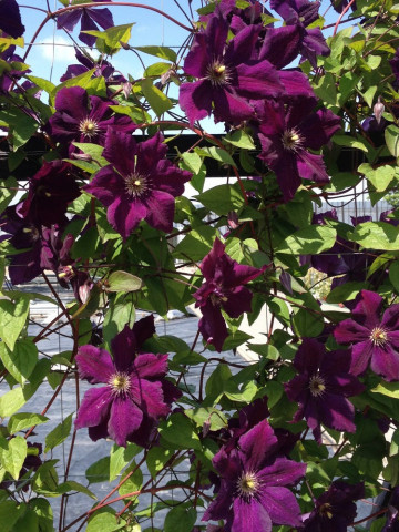 Clematite Grunwald (1.5 m in ghiveci de 2 L), tufa ornamentala cataratoare Clematis, cu flori mari, catifelate, colorate in purpuriu-violet