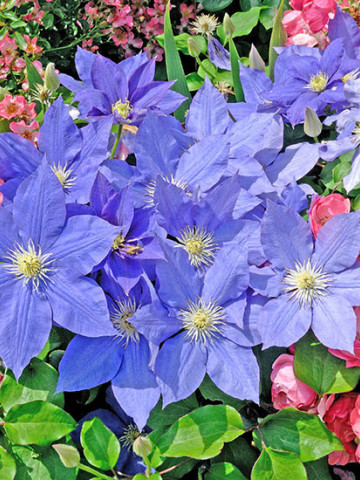 Clematite H. F. Young (1.5 m in ghiveci de 2 L) tufa ornamentala cataratoare Clematis, clematita premiata cu flori foarte mari, de culoare albastru deschis si stamine galbene