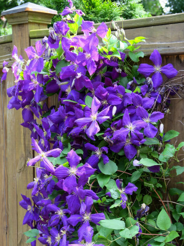 Clematite Jackmanii (1.5 m in ghiveci de 2 L), tufa ornamentala cataratoare Clematis, cu flori mari, cu patru petale colorate in nuante de albastru-mov