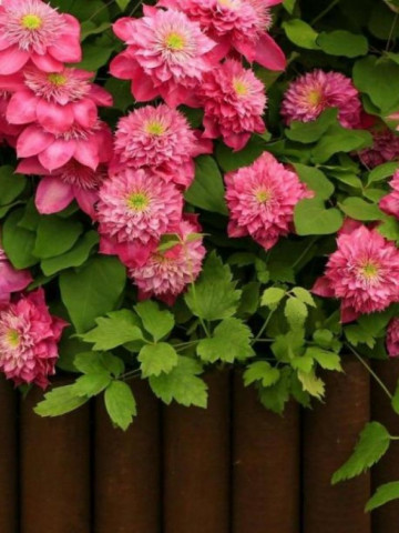 Clematite Kaiser (1.5 m in ghiveci de 2 L), tufa ornamentala cataratoare Clematis, hibrid japonez premiat, cu flori duble roz, potrivita si pentru ghivece