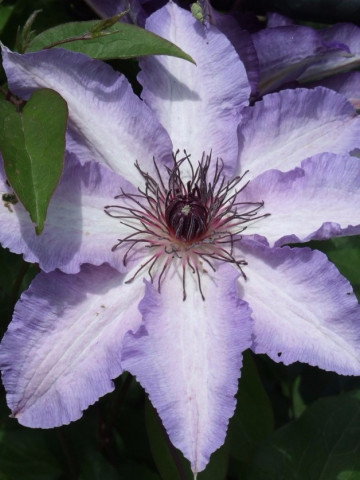 Clematite Misayo (1.5 m in ghiveci de 2 L) tufa ornamentala cataratoare Clematis, cu flori mari, catifelate, colorate in -------