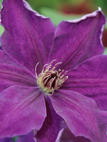 Clematite Moniuszko (1.5 m in ghiveci de 2 L), tufa ornamentala cataratoare Clematis, hibrid polonez cu flori mari, catifelate, de culoare mov inchis