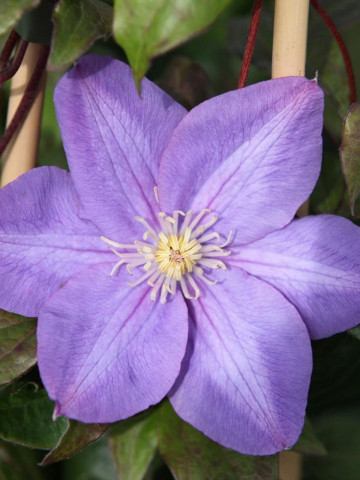 Clematite Vyvyan Pennell (1.5 m in ghiveci de 2 L), tufa ornamentala cataratoare Clematis, varietate premiata, cu flori duble, mari, colorate in violet-albastru cu atingeri de purpuriu-carmin in centru