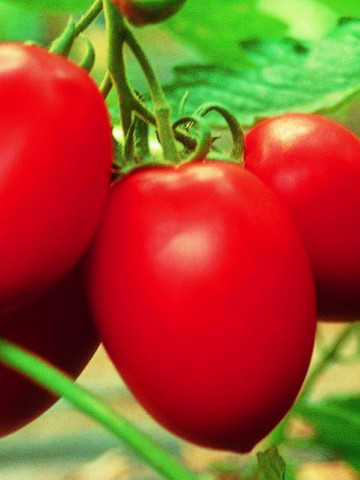 Colibri F1 (1000 seminte) tomate cu crestere nederminata alungite prunisoara, Clause
