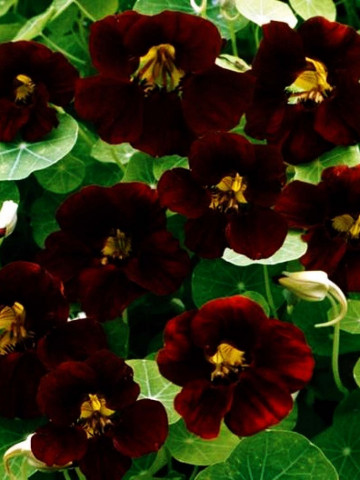 Condurul Doamnei Catifea Neagra (2 g), plante cu flori colorate intr-o nuanta eleganta aproape neagra, Papucul Doamnei, Opal