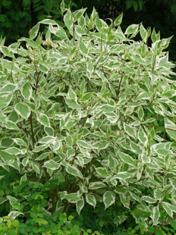 Cornus alba Elegantissima (ghiveci 1,5 L), arbust decorativ, crestere rapida, frunze verde cu alb