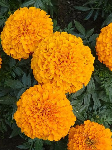 Craite pitice cu flori mari portocalii (0.4 gr) seminte de craite pitice (Tagetes patula nana) Agrosem