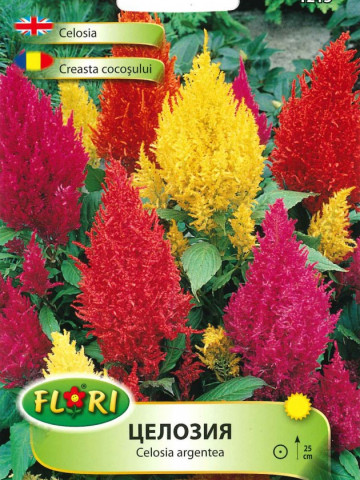 Creasta Cocosului - Seminte Flori Creasta Cocosului de la Florian