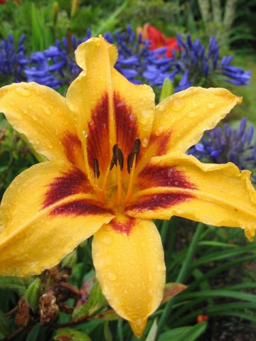 Crin Hemerocallis Bonanza (ghiveci 1,5 L), crin de o zi cu flori superbe galben-aurii si centrul purpuriu inchis