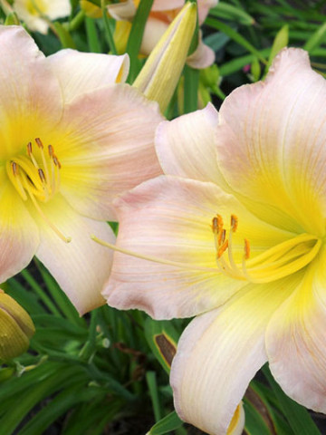 Crin Hemerocallis Catharina Woodberry (ghiveci 1,5 L), crin de o zi cu flori colorate in roz delicat si galben fin