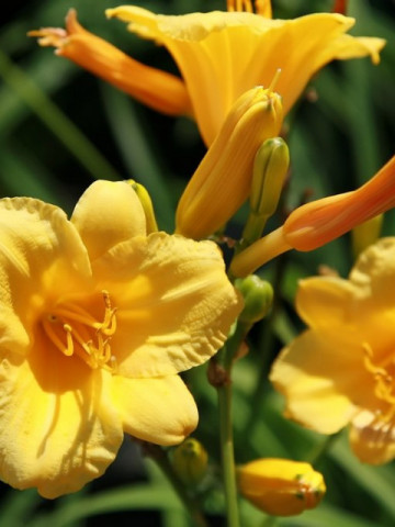 Crin Hemerocallis Stella de Oro (ghiveci 1,5 L), crin de o zi cu flori mari, ondulate, culoare galben-aurie