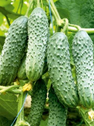 Cross Country F1 - 10 grame - Seminte de castraveti cu fructe de culoare verde inchis de o inalta calitate cu maturitate extratimpurie de la Clause