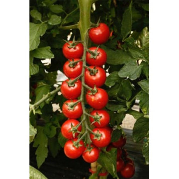 CRX 75836 F1 - 500 sem - Seminte de rosii cherry cu crestere nedeterminata fructe rotunde ferme de culoare rosie si greutate de 25-28 gr/fruct avand un gust memorabil de la Cora Seeds