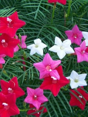 Cypress Vine Ipomoea Pennata Zorele (1 gram), flori minunate în formă de pâlnie multi colorate, Opal