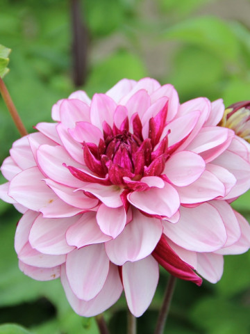 Dalie Creme de Classis (1 bulb), culoare mov, deosebita, bulbi de flori