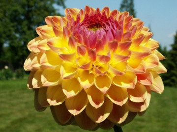 Dalie Lakeland Autumn (1 bulb), floare culoare galben cu roz, bulbi de flori